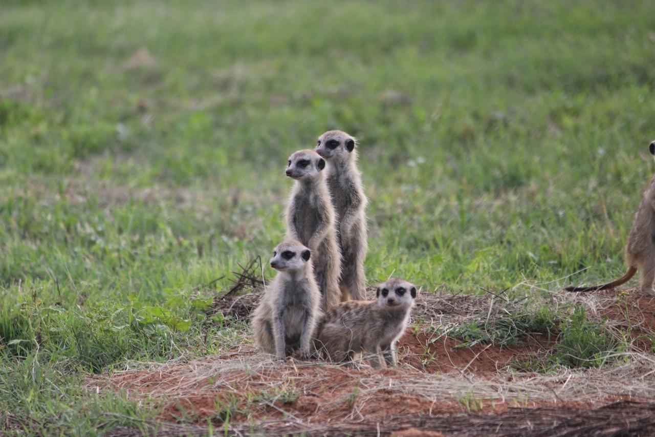 Amohela Ho Spitskop Country Retreat & Conservancy Ficksburg Eksteriør billede