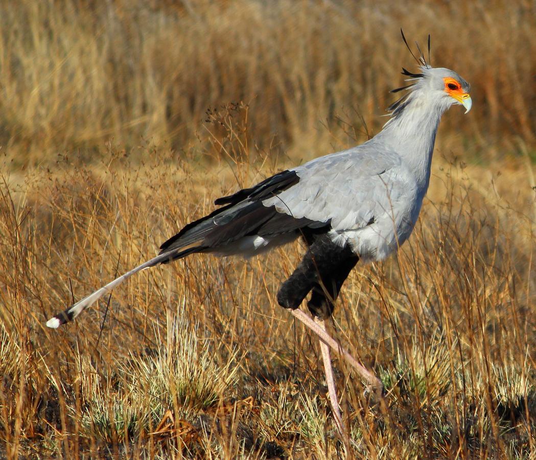 Amohela Ho Spitskop Country Retreat & Conservancy Ficksburg Eksteriør billede