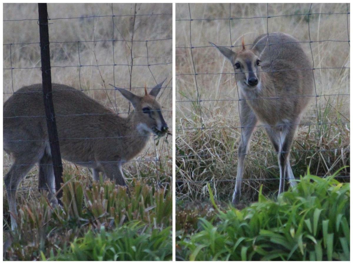 Amohela Ho Spitskop Country Retreat & Conservancy Ficksburg Eksteriør billede